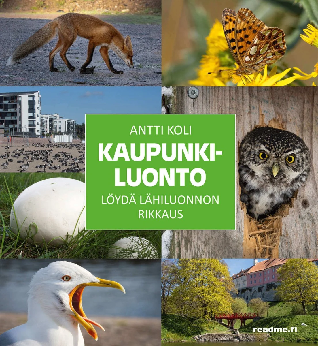 Kaupunkiluonto – Koli, 2023 - Image 2