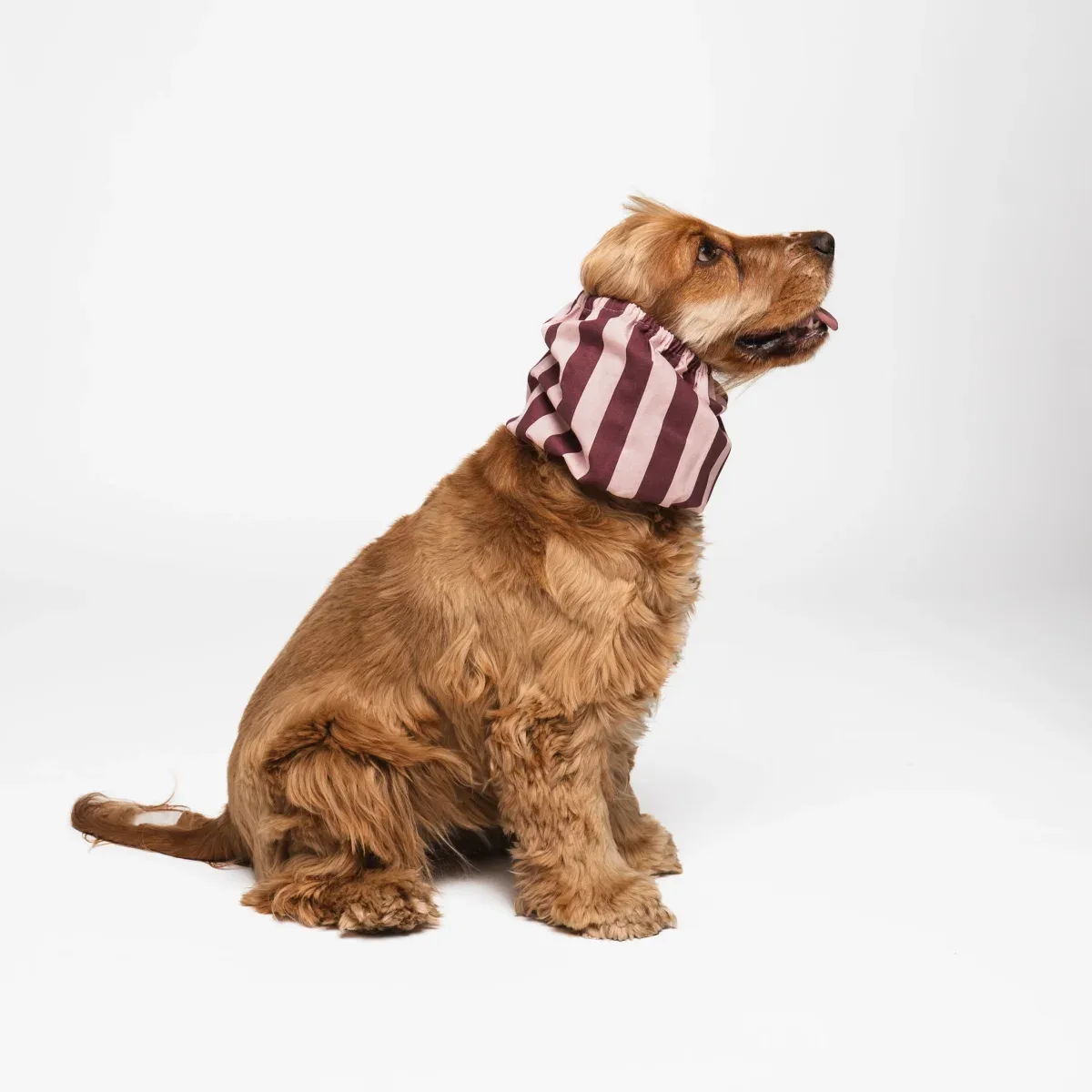 Koiran huppu, burgundy stripes