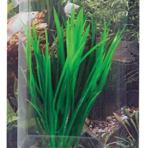 Koristekasvi Cyperus 16cm