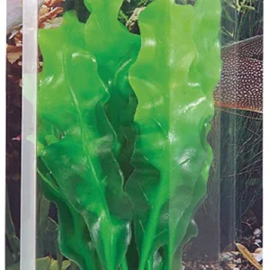 Koristekasvi Echinodrus 20cm