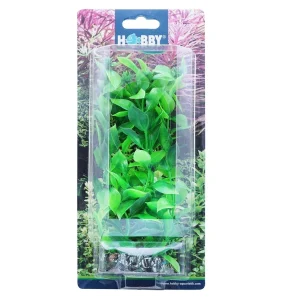 Koristekasvi Hygrophila 20cm