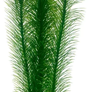 Koristekasvi Mayaca 25cm