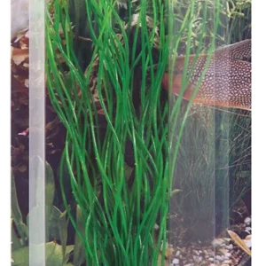Koristekasvi Sagittaria 20cm