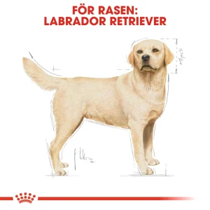 Labrador Retriever Adult kuivaruoka koiralle 12kg