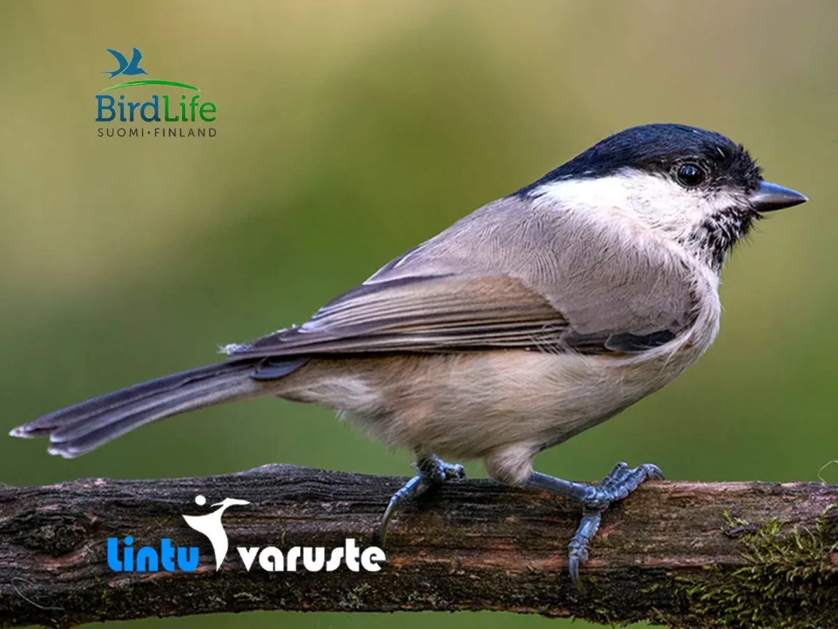 Lahjakortti