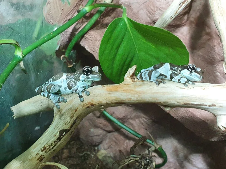 Lehmälehtisammakko – Trachycephalus resinifictrix