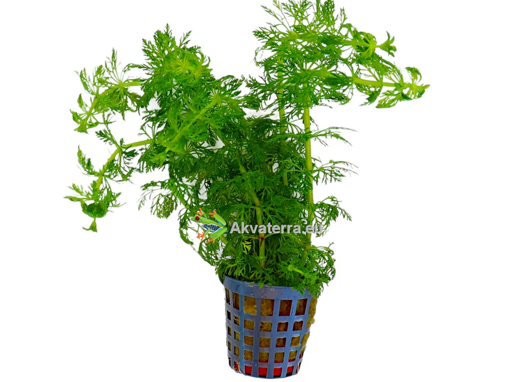 Limnophila heterophylla – Vedensuosikki
