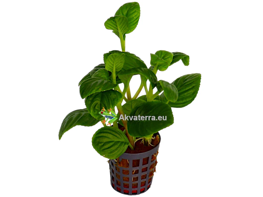 Limnophila rugosa – Vedensuosikki