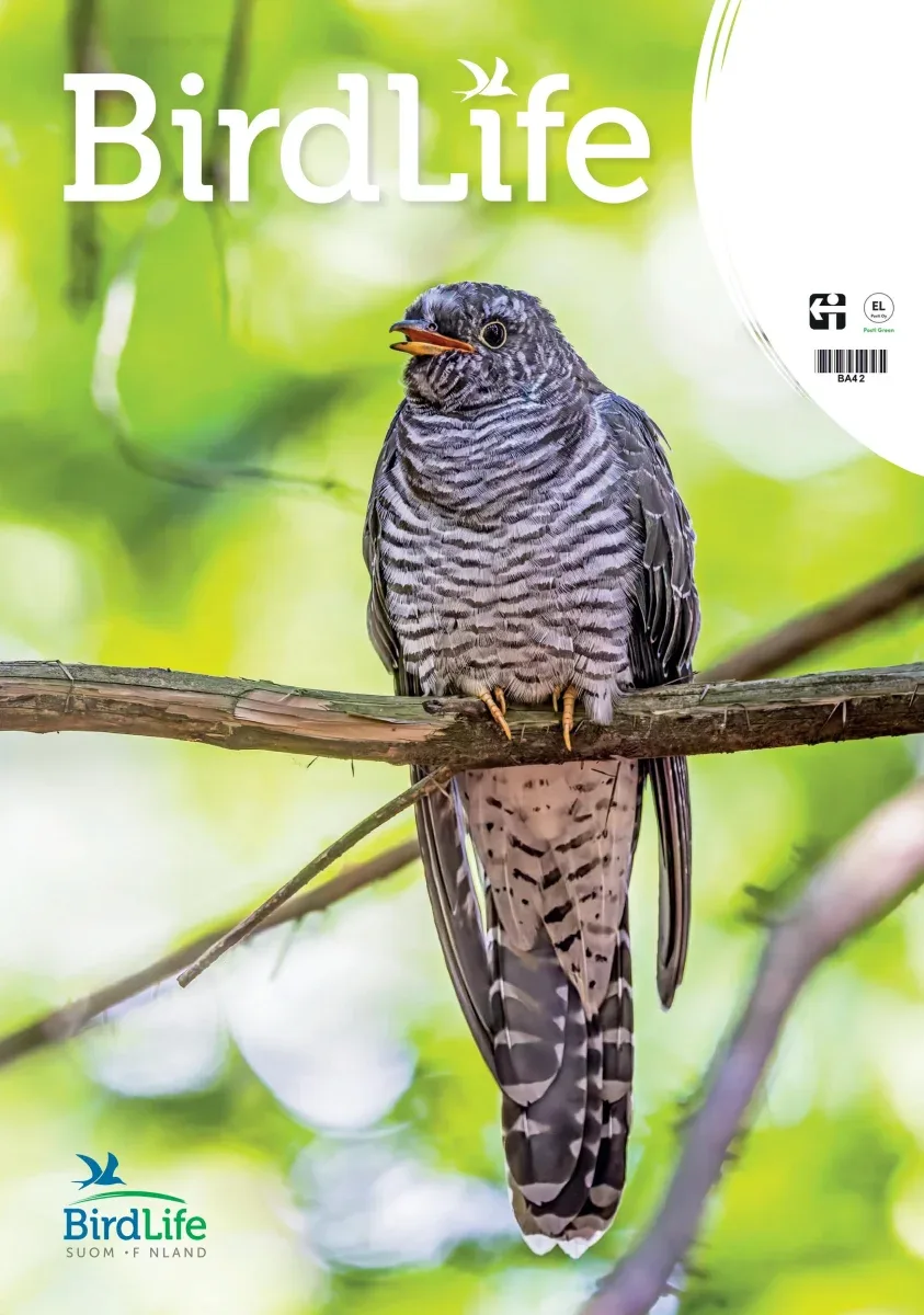 Linnut lehti – Birdlife nro: 3/2025