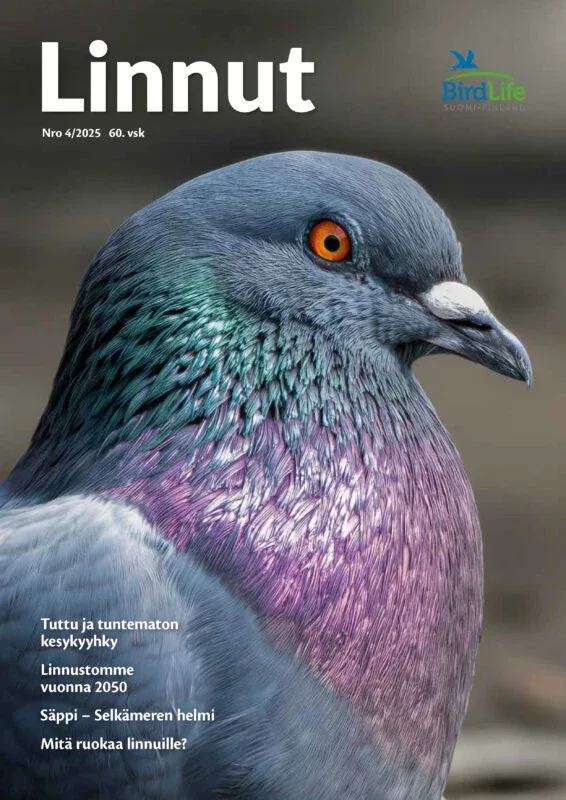 Linnut lehti – Birdlife nro: 4/2025