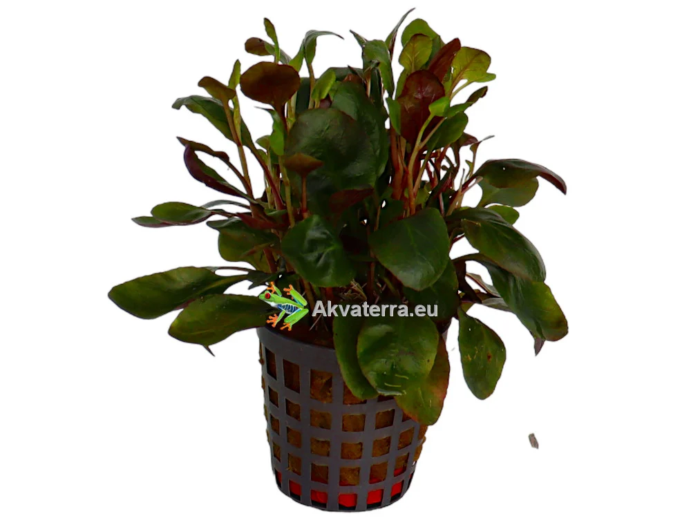 Lobelia cardinalis “Dwarf” – Punanuottaruoho - Image 2