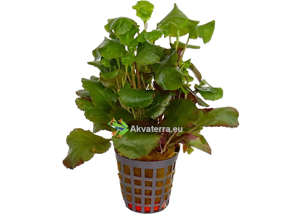 Lobelia cardinalis “Wavy” – Punanuottaruoho
