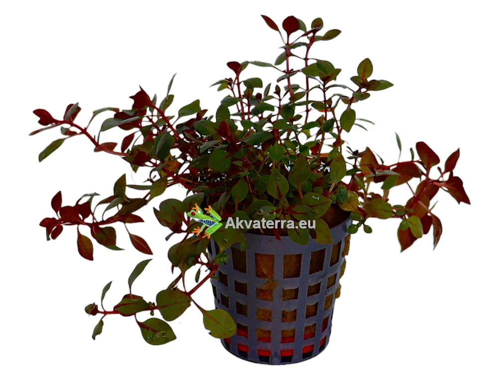 Ludwigia palustris “Mini Super Red” – Rusolehti - Image 2