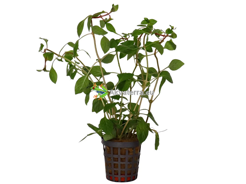 Ludwigia palustris “Red” – Rusolehti