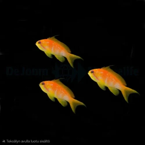 Lyretail Anthias (Pseudanthias squamipinnis) 3♀