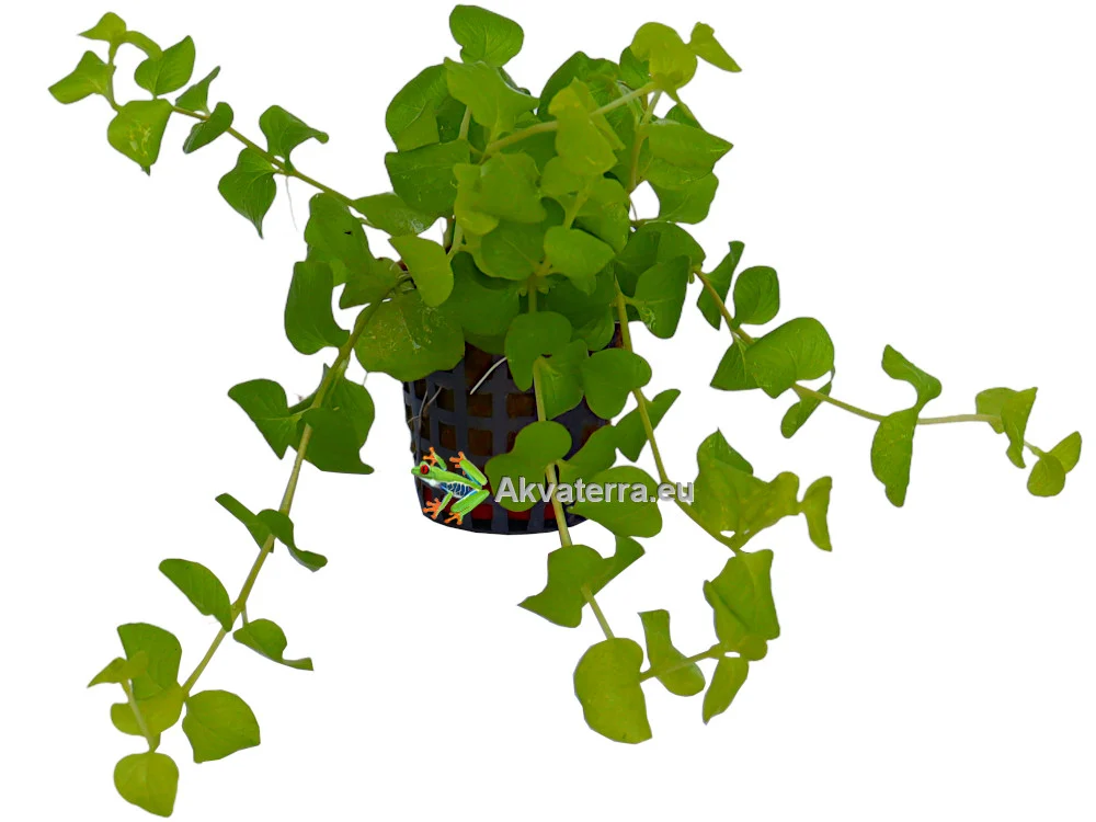 Lysimachia nummularia “Aurea” – Suikeroalpi - Image 2