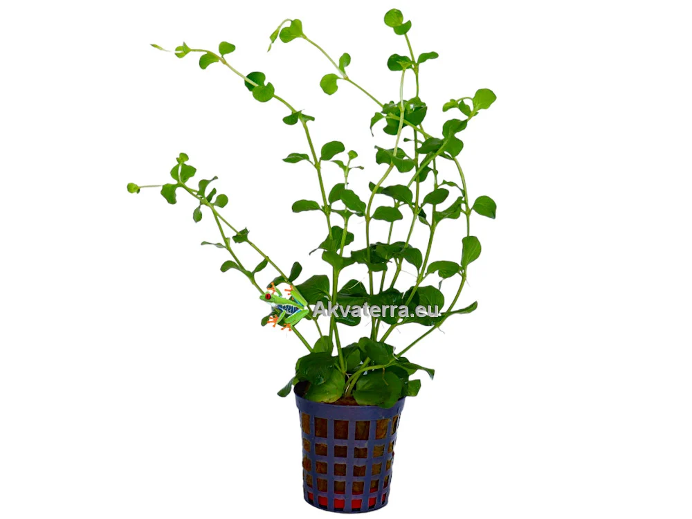 Lysimachia nummularia – Suikeroalpi - Image 2