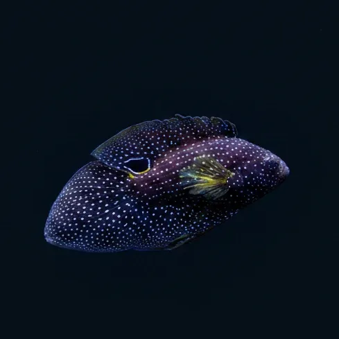 Marine Betta (Calloplesiops altivelis) (XL)