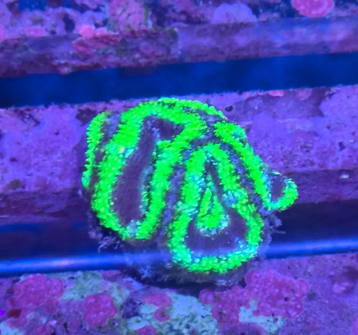 Micromussa Lordhowensis (Acan) Green-Blue