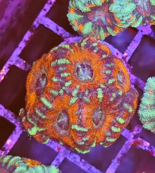 Micromussa Lordhowensis (Acan) Red