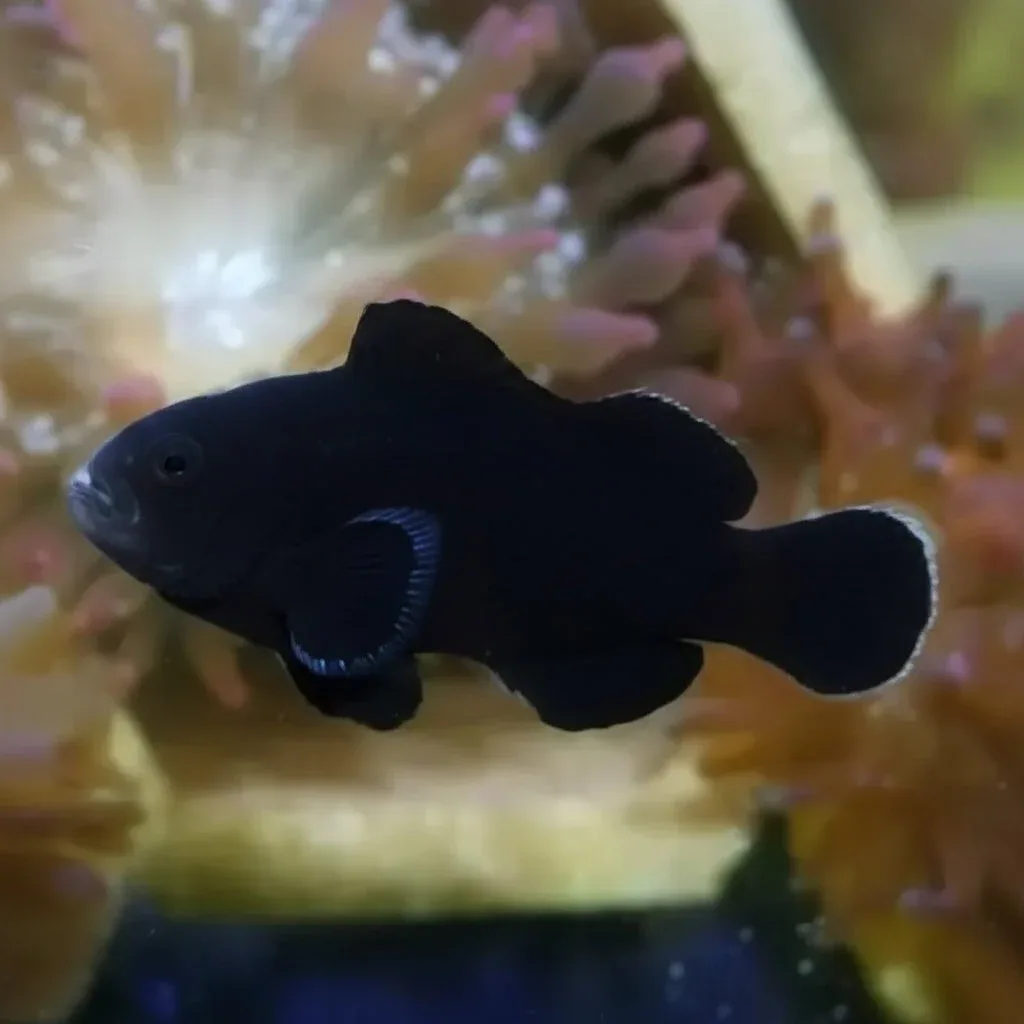 Midnight (Amphiprion ocellaris)
