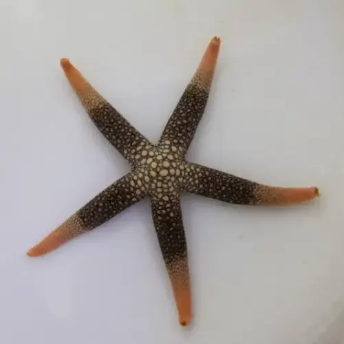 New Caledonian Sea Star (Nardoa novaecaledoniae)