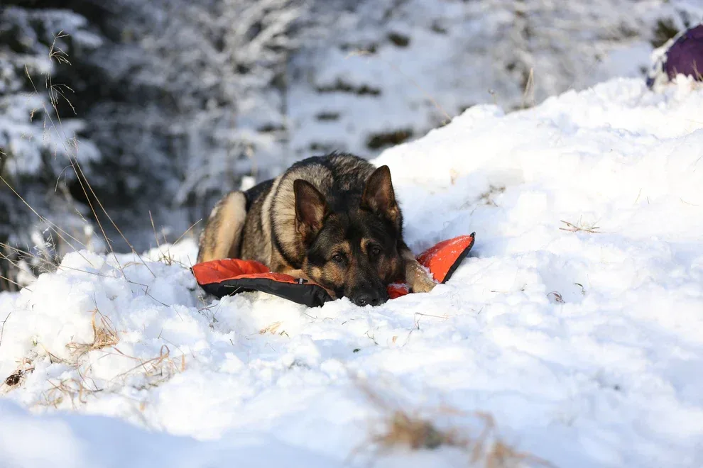 Non-Stop Protector bivvy bed – retkipeti koiralle