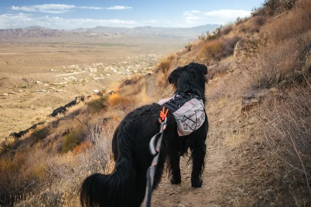 Non-stop Trail light dog backpack – koiran reppu
