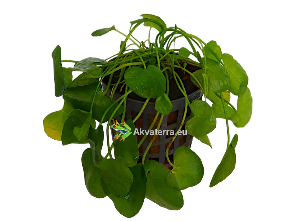 Nymphoides sp. “Taiwan” – Taiwaninlammikki