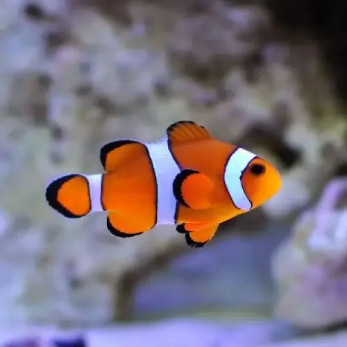 Ocellaris Clownfish (Amphiprion ocellaris) (M-koko)