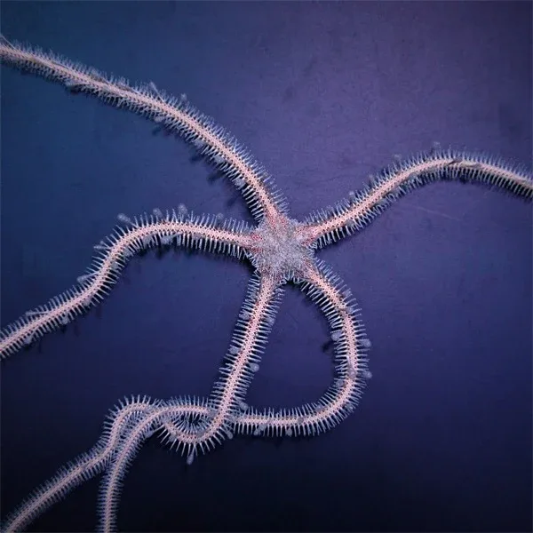 Ophiomastix annulosa