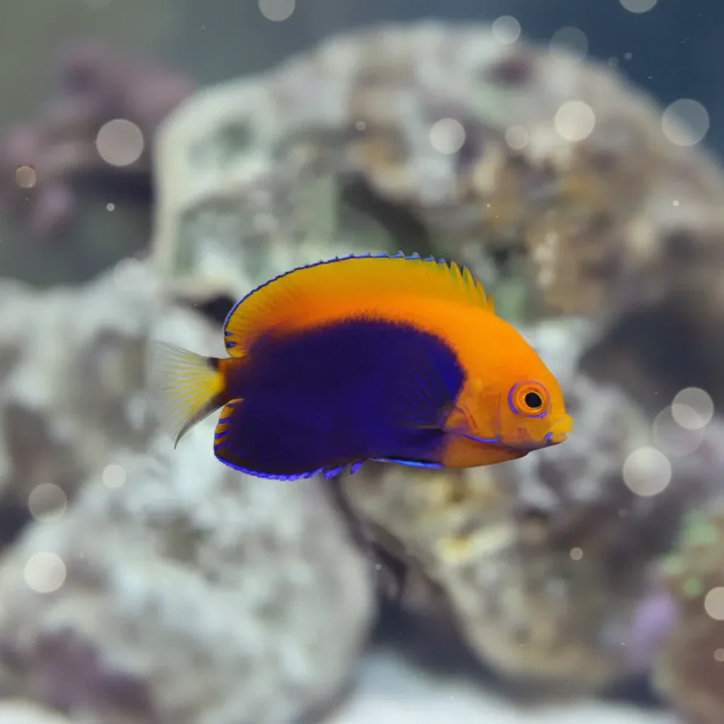 Orangeback angelfish (Centropyge acanthops)