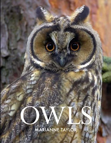 Owls – Taylor 2012