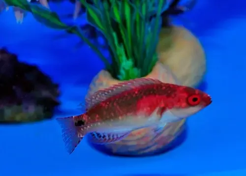 Pacific Exquisite Fairy Wrasse (Cirrhilabrus cf. exquisitus)