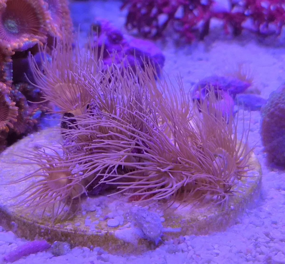 Parazoanthus – Yellow Polyps