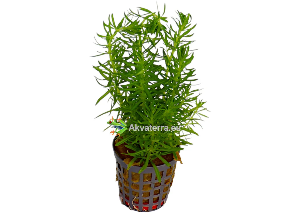 Pogostemon erectus – Pystypatsuli - Image 2
