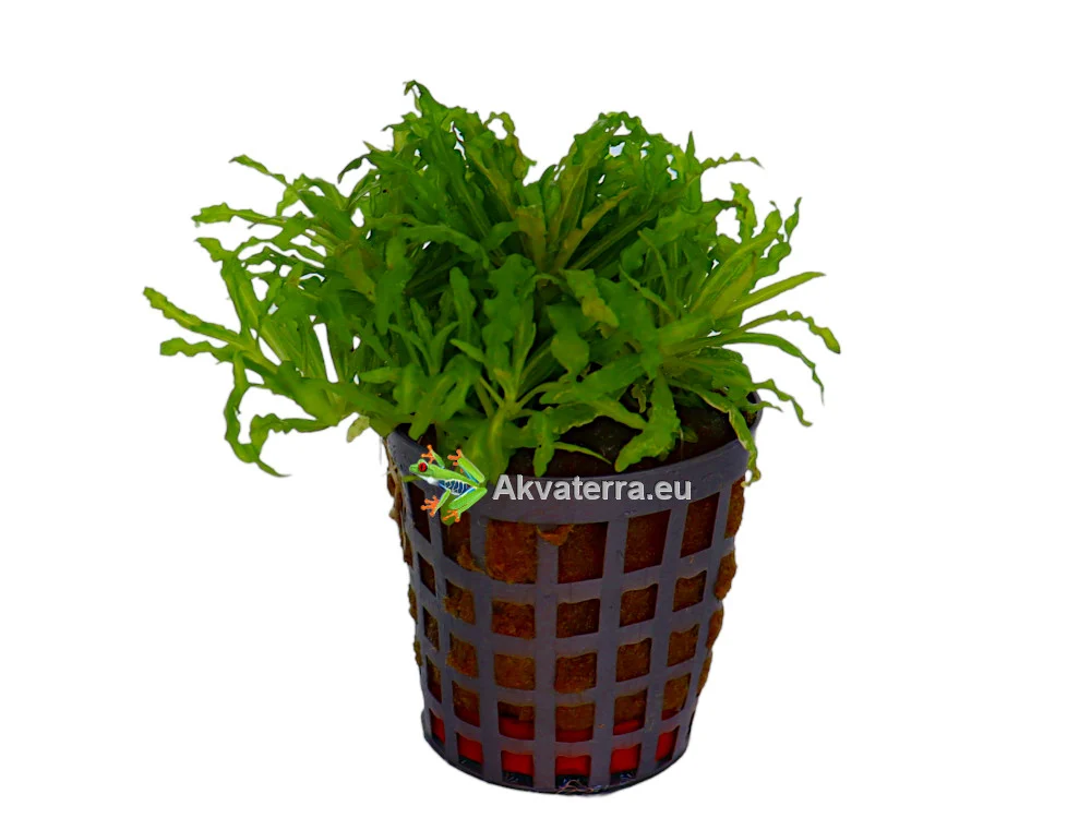 Pogostemon helferi – Poimupatsuli
