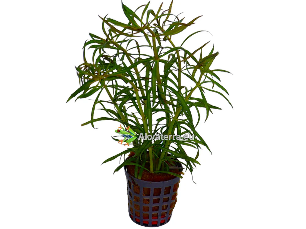 Pogostemon stellatus – Tähtipatsuli - Image 2
