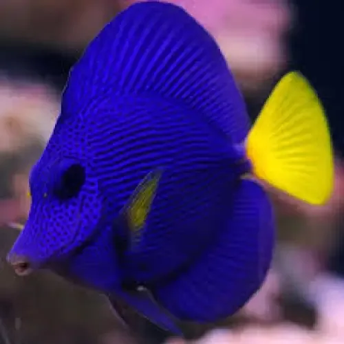 Purple Tang (Zebrasoma xanthurum) (M)