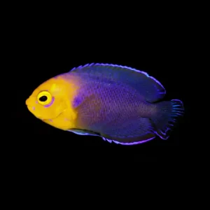 Pygmy Angelfish (Centropyge Argi)