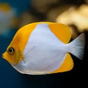 Pyramid butterfly (Hemitaurichthys polylepis) XL
