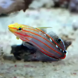 Rainford’s Goby (Koumansetta rainfordi)