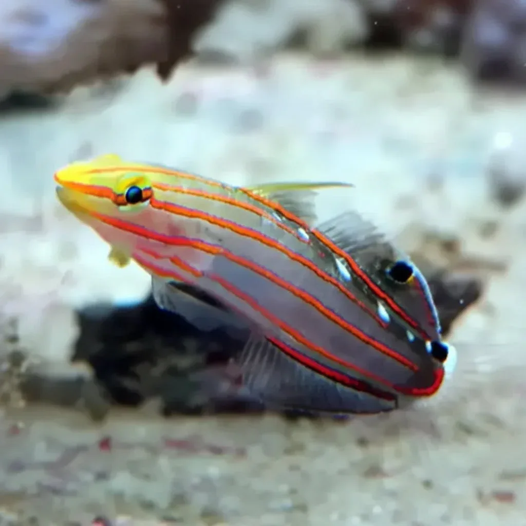 Rainford’s Goby (Koumansetta rainfordi)