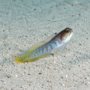 Randal’s Jawfish (Opistognathus randalli) L