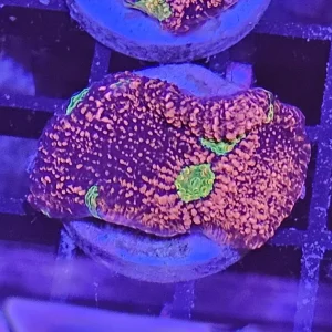 Red & Gold Chalise (Echinophyllia sp.)