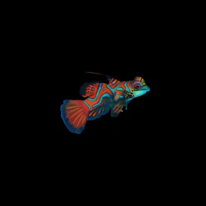 Red Mandarin Dragonet (Pterosynchiropus splendidus) L-kokoinen Uros