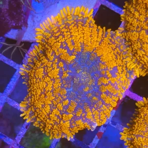 Rhodactis inchoata ”Halloween Pumpkin”