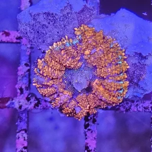 Rhodactis inchoata ”Halloween Pumpkin”