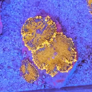 Rhodactis inchoata ”Orange”