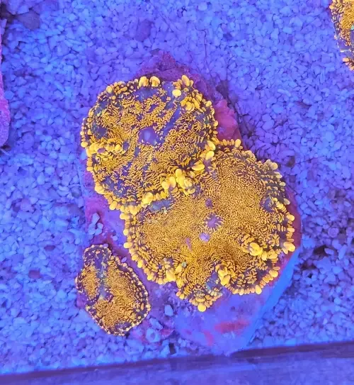Rhodactis inchoata ”Orange”